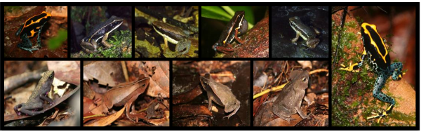 Mosaïque de photos d'amphibiens diurnes et de litière © J. Devillechabrolle
