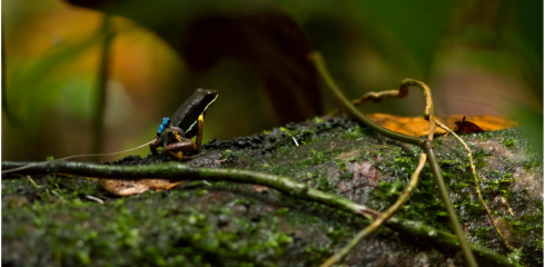 Le besoin de se reproduire influence le comportement des femelles d’Allobates femoralis