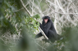 Atèle, Ateles paniscus © T. Deville