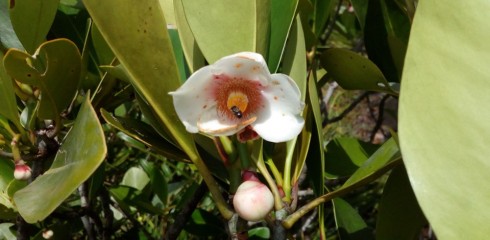 Bonne nouvelle botanique