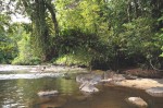Arbre recouvert d'épiphyte au dessus de la rivière Arataye, aux Nouragues