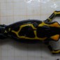 Il pleut, il mouille, c’est la fête à la grenouille aux Nouragues! Il pleut, il mouille, c’est la fête à la grenouille aux Nouragues!