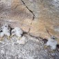 Naissances ornithologiques Naissances ornithologiques