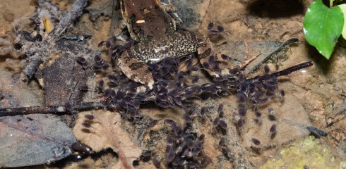 Femelle Leptodactylus petersi et ses têtards.