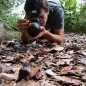 Suivi des dendrobates 2018 terminé Suivi des dendrobates 2018 terminé
