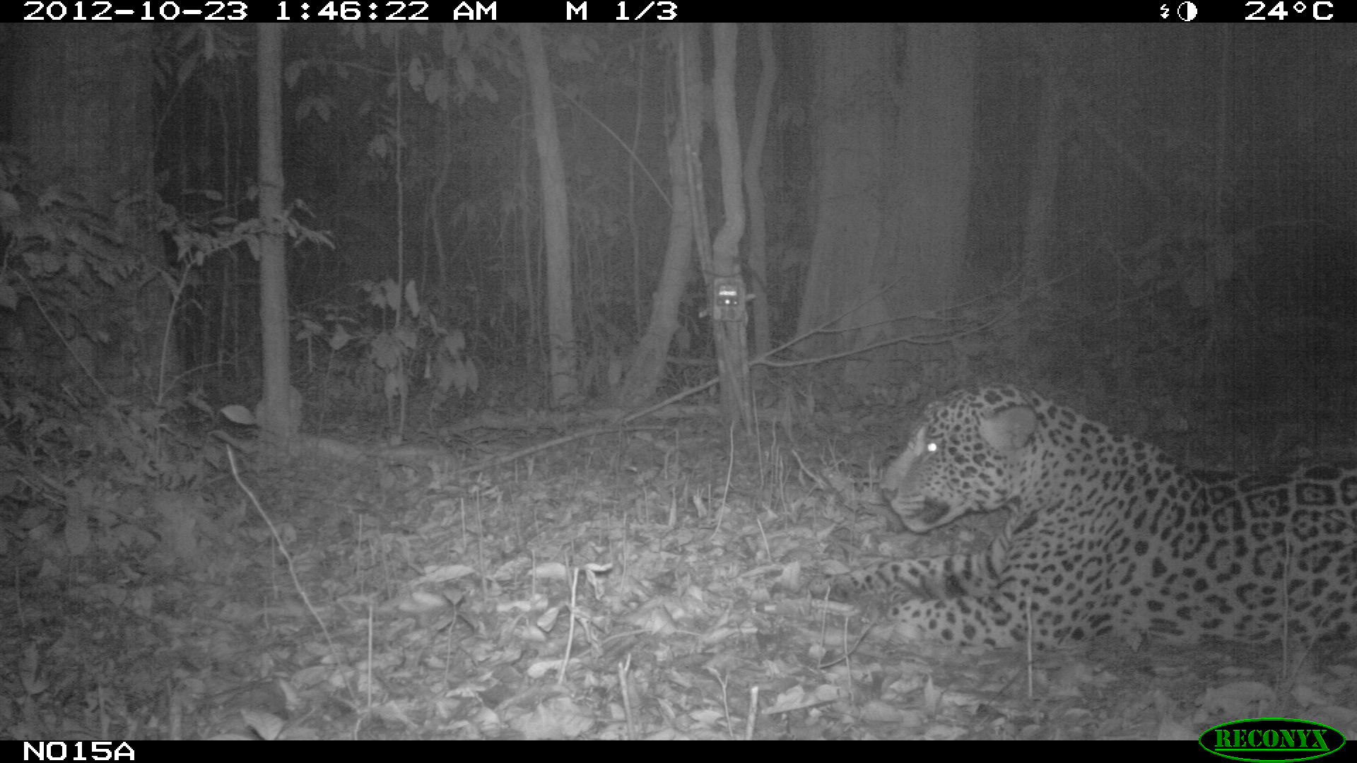 Jaguar, Panthera onca © RNNouragues et Kwata