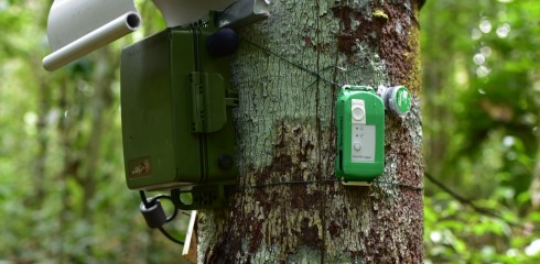 Zoom sur le suivi MONITOR (financé par la station de recherche CNRS des Nouragues, le LEEISA et le MNHN)