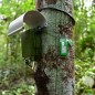 Zoom sur le suivi MONITOR (financé par la station de recherche CNRS des Nouragues, le LEEISA et le MNHN) Zoom sur le suivi MONITOR (financé par la station de recherche CNRS des Nouragues, le LEEISA et le MNHN)