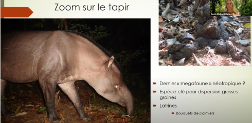 Une conférence sur les animaux ingénieurs de l’écosystème forestier guyanais est en ligne