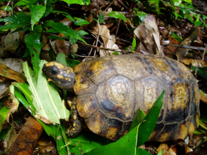 Tortue terre, Chelonoides denticulata © JF. Spziegel