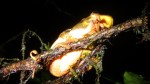 Trachycephalus coriaceus (2)