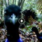 Faune de l’Arataï Faune de l’Arataï