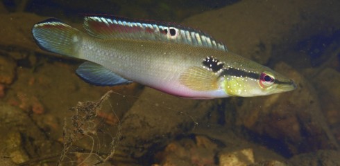 Inventaire des poissons de criques à Inselberg