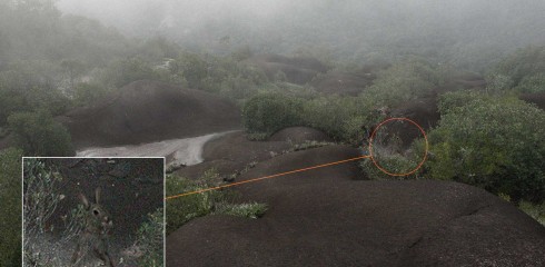 Une drôle de rencontre sur l’Inselberg des Nouragues!