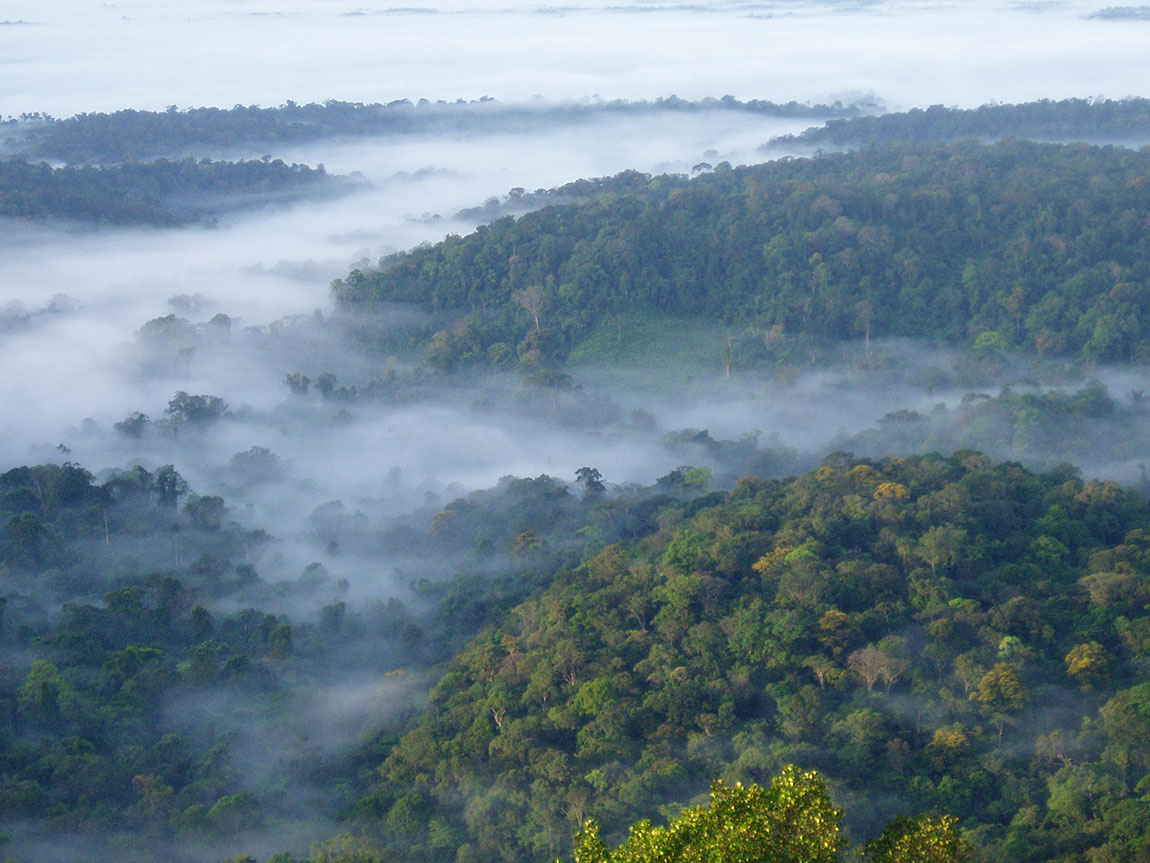 Brume sur la forêt des Nouragues