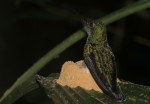Campyloptère à ventre gris sur son nid (Campylopterus largipennis)