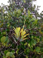 Catopsis berteroniana