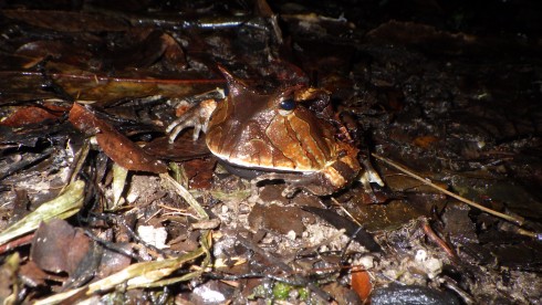 Ceratophrys cornuta (3)