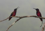 Colibris topazes mâles (Topaza pella)