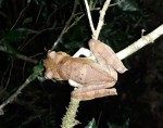 Hypsiboas Boans