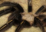 Mygale squelette (Ephebopus murinus)1