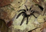 Mygale squelette (Ephebopus murinus)2