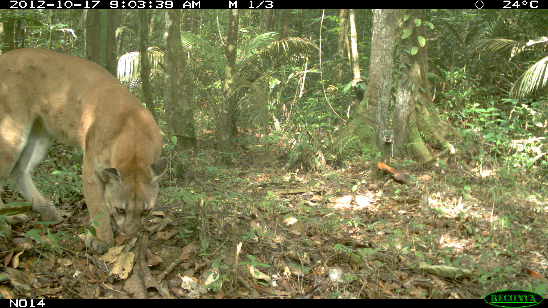 Puma, Puma concolor © RNNouragues et Kwata