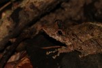 Scinax proboscideus 1