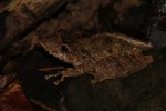 Scinax proboscideus