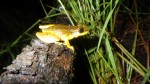 Scinax ruber (1)