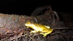 Scinax ruber (4)