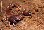 Scorpion indéterminé (Bothriochactas sp.)