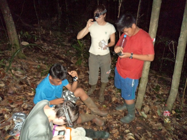 Stagiaires de 3ème, avec un garde de la réserve, et une chercheuse. Scène de nuit, lors de capture d'une nouvelle espèce d'amphibien: pristimantis sp2