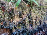 Syngonanthus oyapockensis sur mares gravillonnaires au sommet de l'Inselberg